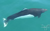 Alaskan Whales/Sea Monsters : 
