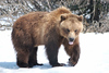 Alaskan Bears : 