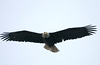 Alaska Eagles/Birds : 