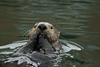 Alaskan Marine Mammals : Cute Critters: Sea Otters and Harbor Seals, Price William Sound, Whittier Alaska, Stellar Sea Lioin, Sea Lion, Seward, Seward Alaska, Cruise, Cruise Ship, Cruise Boat